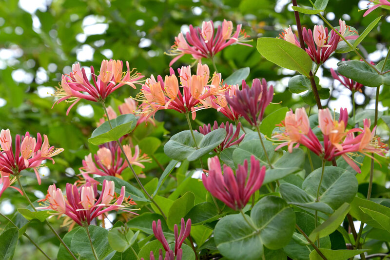 Lonicera heckrottii American Beauty