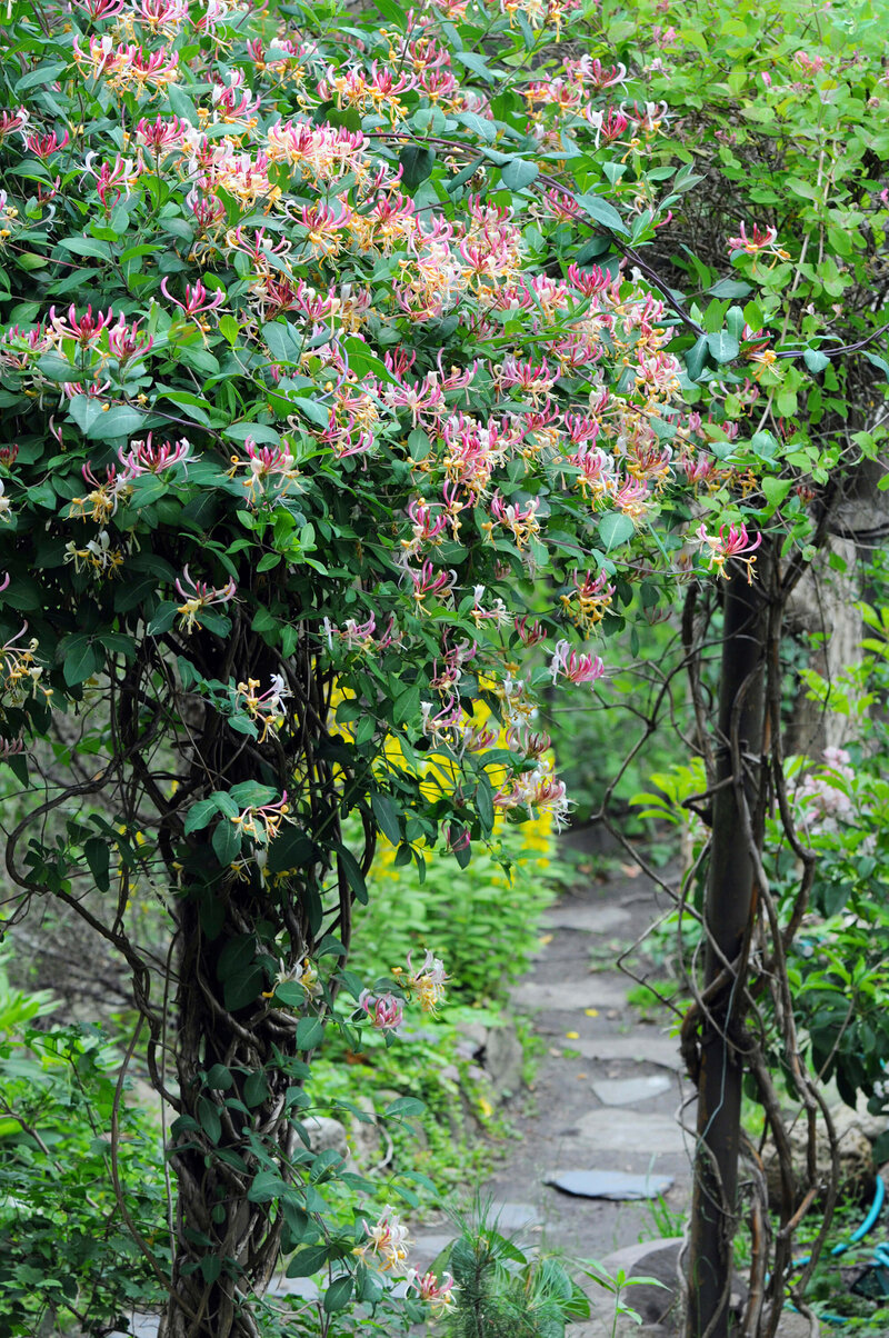 Lonicera heckrottii American Beauty