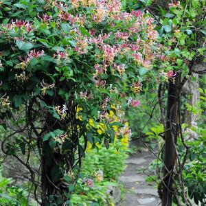 Lonicera heckrottii American Beauty