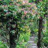 Lonicera heckrottii American Beauty