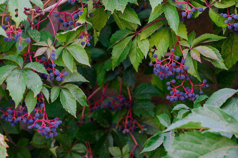 Parthenocissus quinquefolia Engelmannii