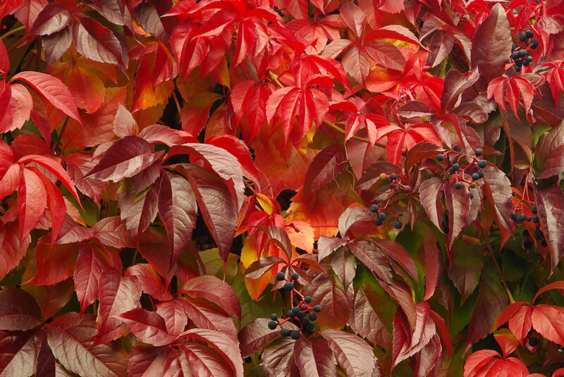 Parthenocissus quinquefolia Engelmannii