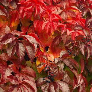 Parthenocissus quinquefolia Engelmannii