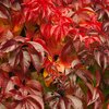 Parthenocissus quinquefolia Engelmannii