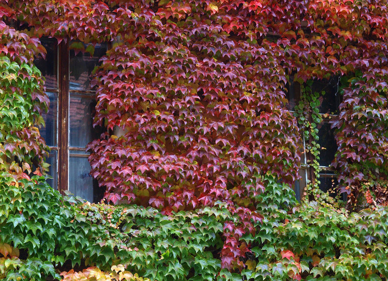 Parthenocissus tricuspidata Veitchii