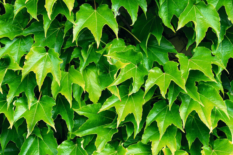 Parthenocissus tricuspidata Veitchii