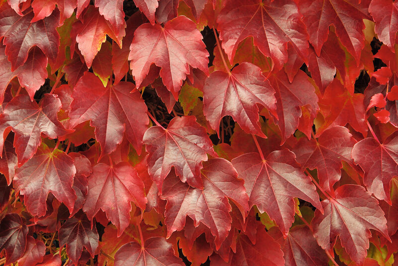 Parthenocissus tricuspidata Veitchii