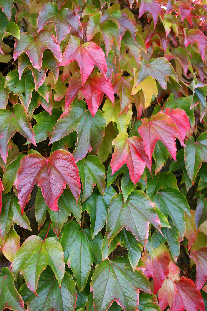 Parthenocissus tricuspidata Veitchii
