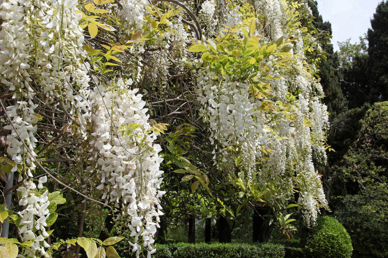 Wisteria floribunda Longissima Alba