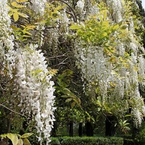 Wisteria floribunda Longissima Alba