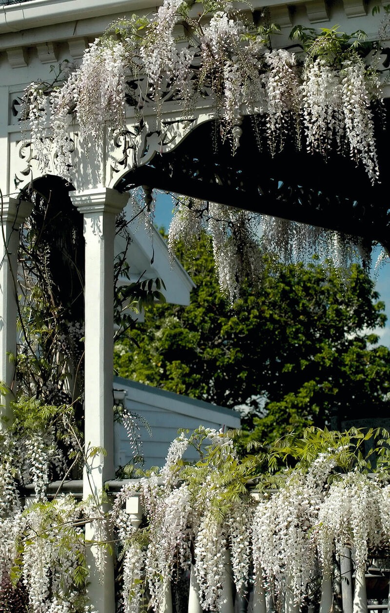 Wisteria floribunda Longissima Alba