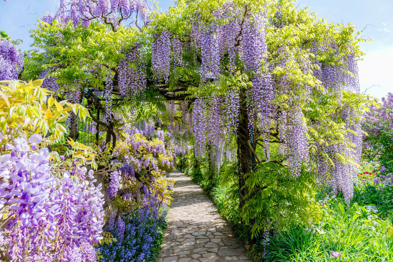 Wisteria floribunda Naga Noda