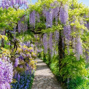 Wisteria floribunda Naga Noda