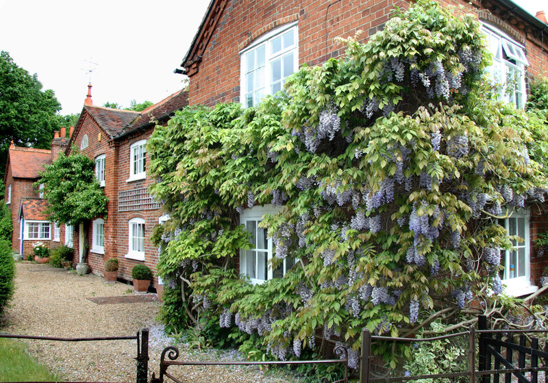 Wisteria floribunda Naga Noda