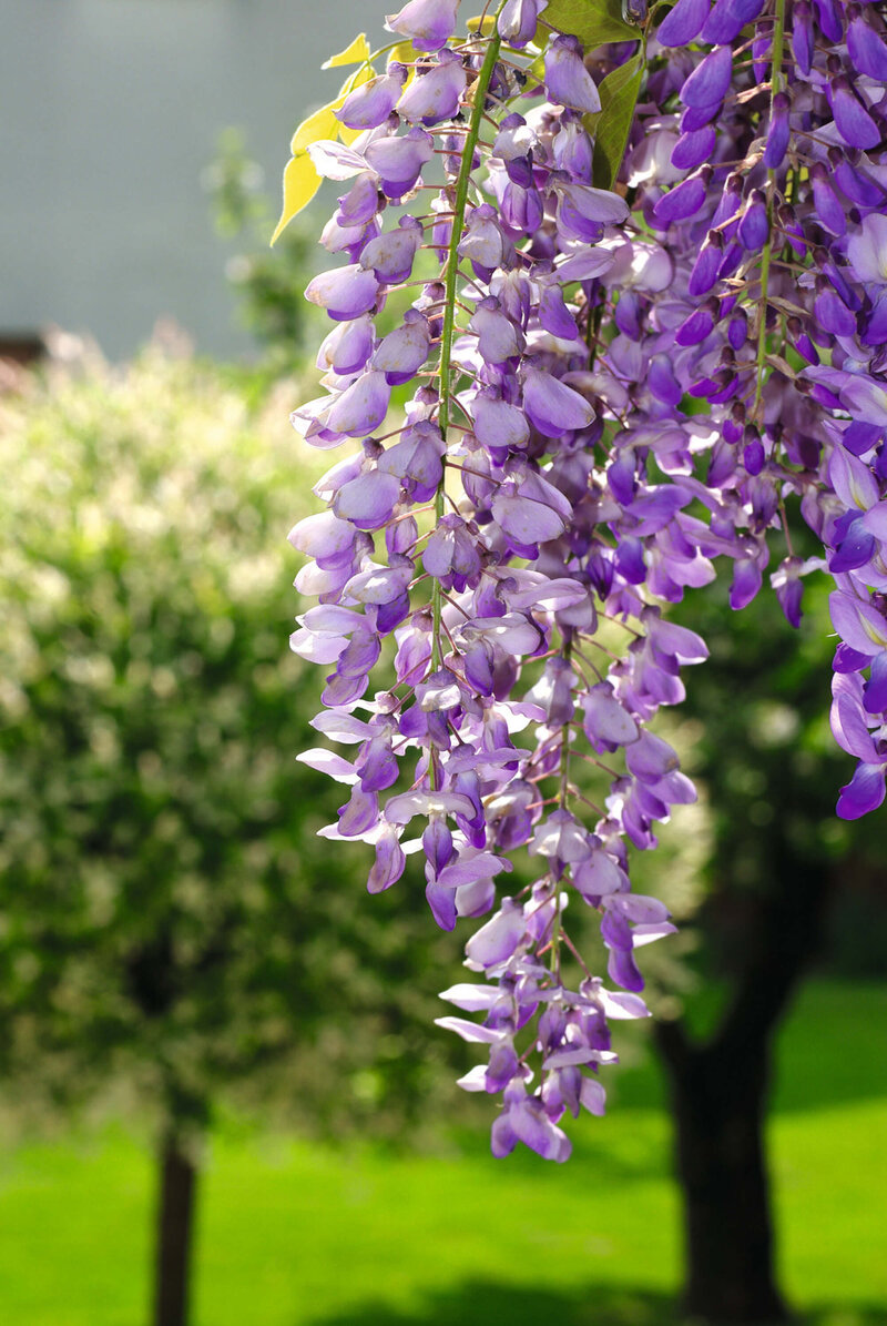 Wisteria floribunda Naga Noda