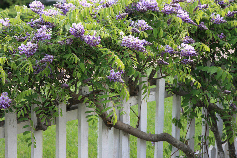 Wisteria floribunda Naga Noda