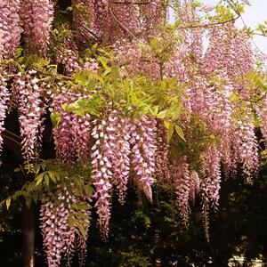 Wisteria floribunda Rosea