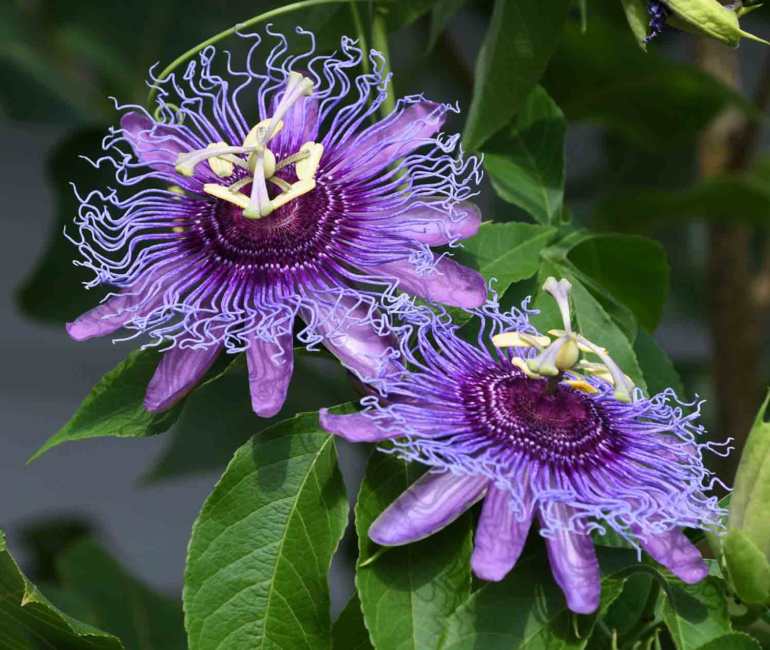 Passiflora incarnata 'Cooltropics Eia Popeia' | STARKL