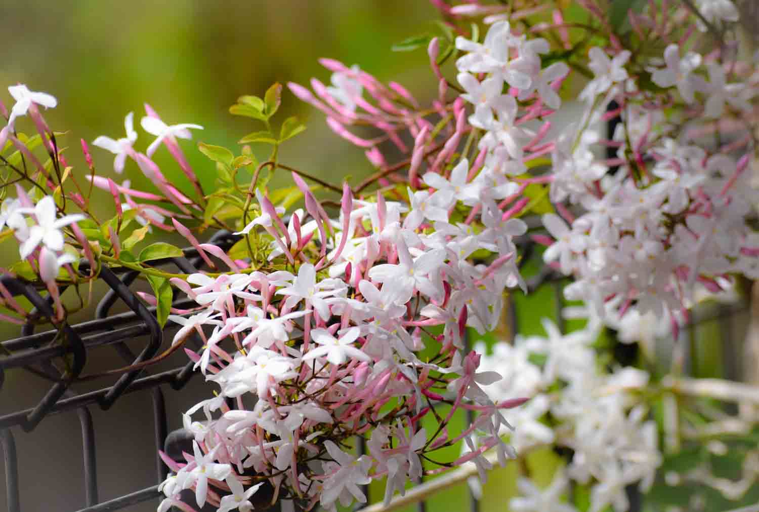 Trachelospermum jasminoides 'Pink Air' | STARKL