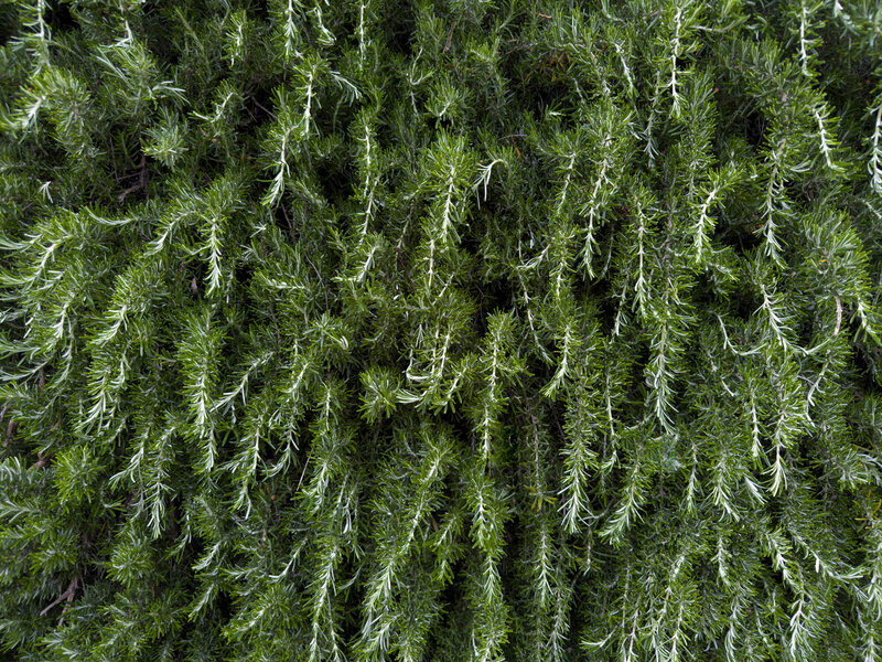 Rosmarinus officinalis 'Prostratus'