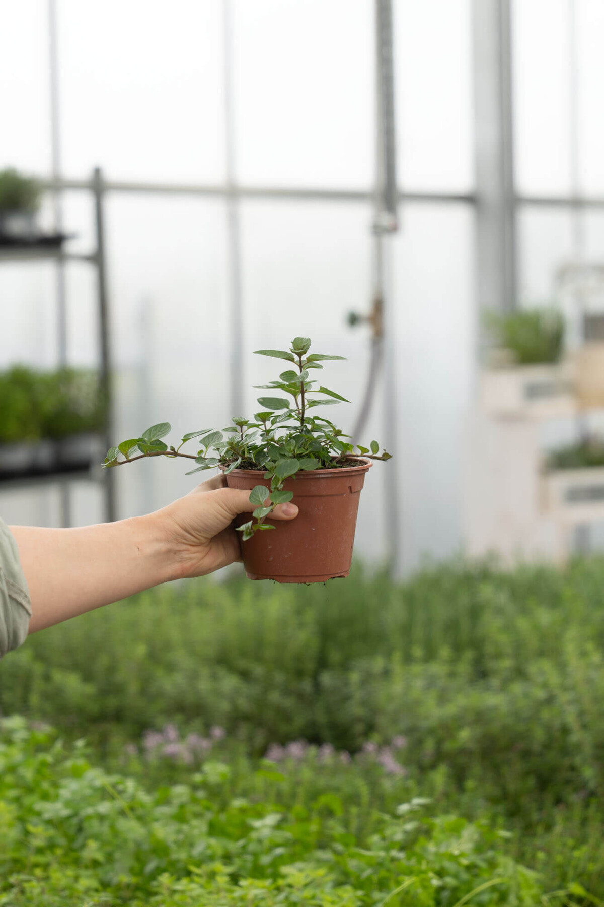 olivenbaum richtig dngen Olivenbaum Dnger von Flora Boost