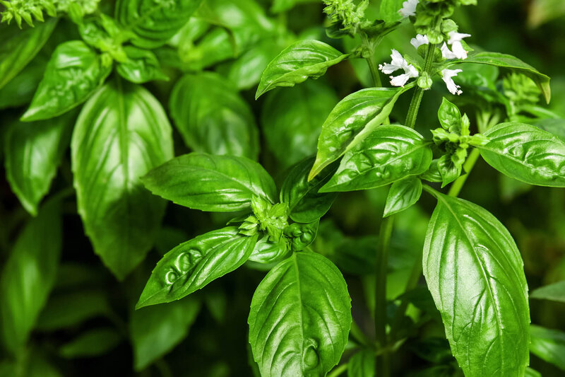 Ocimum basilicum