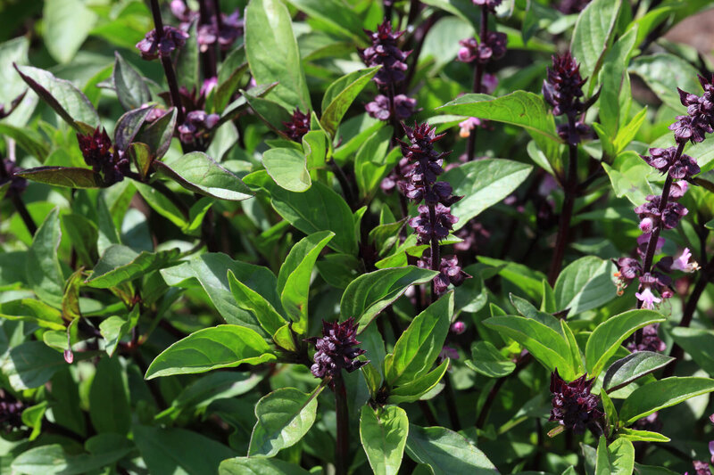Ocimum kilimandscharicum x basilikum