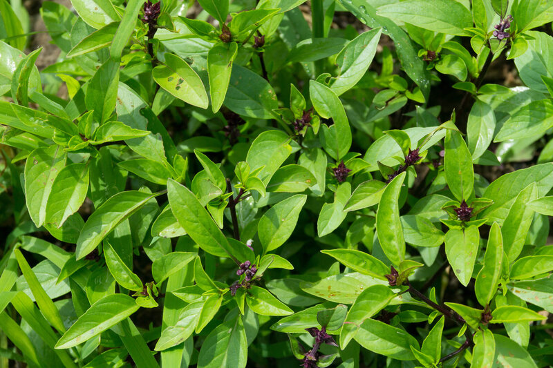 Ocimum basilicum