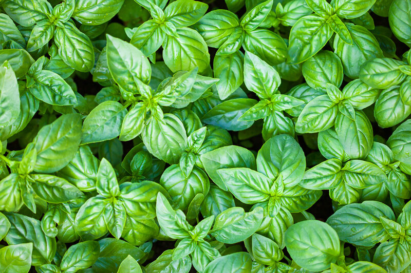 Ocimum basilicum