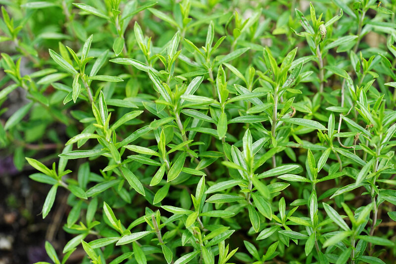 Satureja hortensis