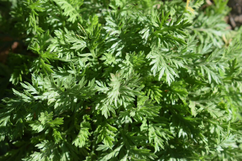 Artemisia camphorata
