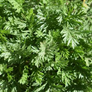 Artemisia camphorata