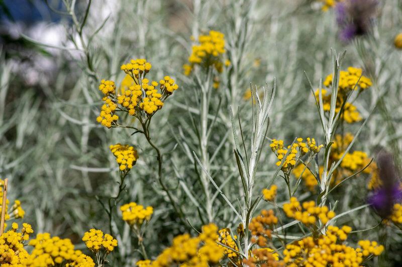 Helichrysum italicum