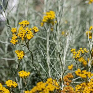 Helichrysum italicum