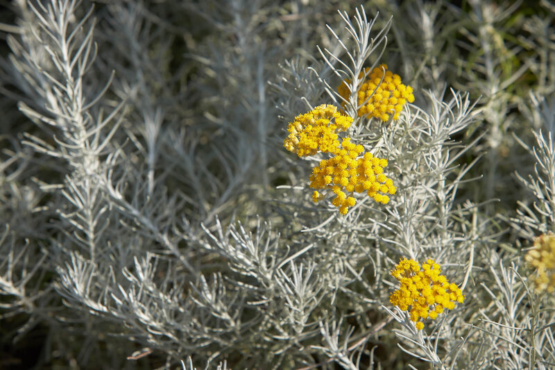 Helichrysum italicum