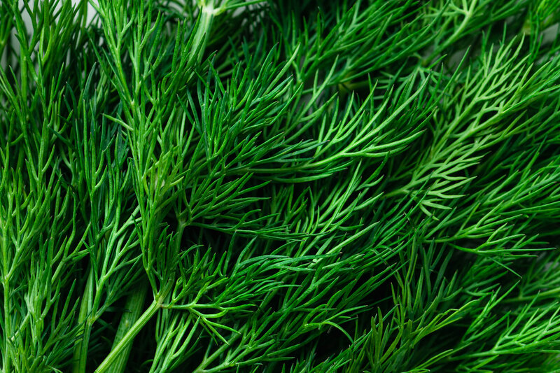 Anethum graveolens