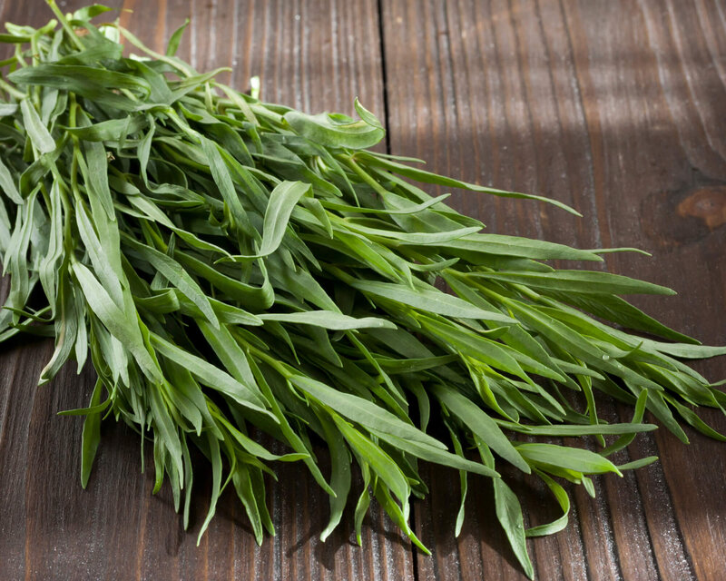 Artemisia dracunculus