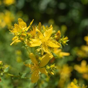 Hypericum perforatum