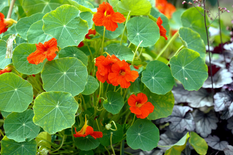 Tropaeolum majus
