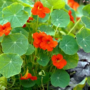 Tropaeolum majus