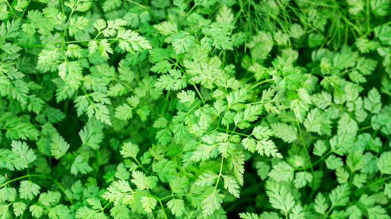 Anthriscus cerefolium