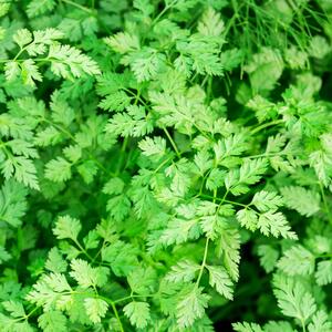 Anthriscus cerefolium