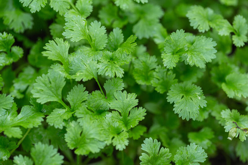 Coriandrum sativum