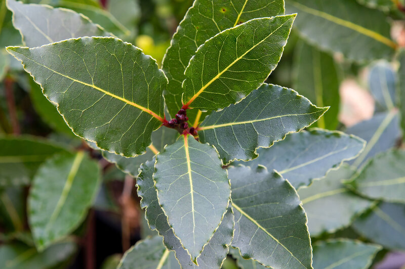 BIO Laurus nobilis