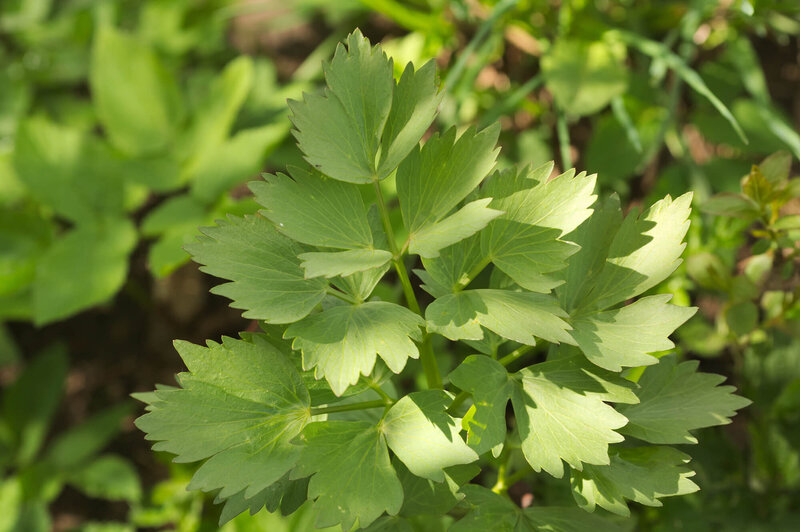 Levisticum officinale
