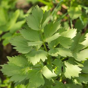 Levisticum officinale