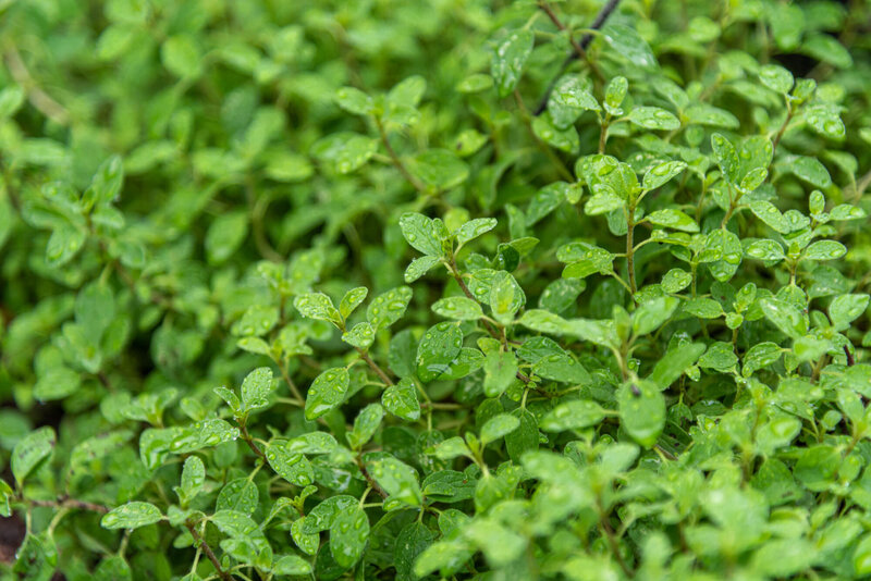 Origanum majorana