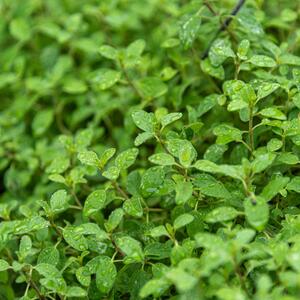 Origanum majorana