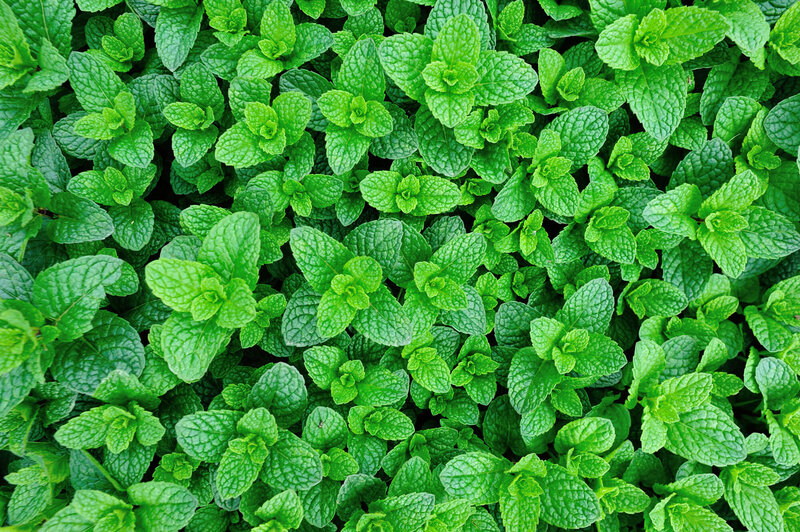 Mentha piperita