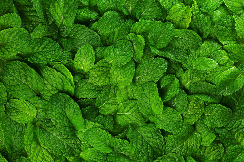 Mentha species
